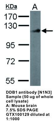 DDB1 antibody [N1N3], GeneTex