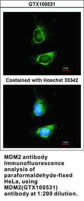 MDM2 antibody - 100µl, GeneTex