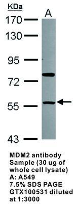 MDM2 antibody - 100µl, GeneTex