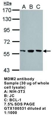 MDM2 antibody - 100µl, GeneTex