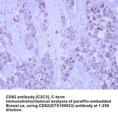 CD82 antibody [C2C3], C-term, GeneTex