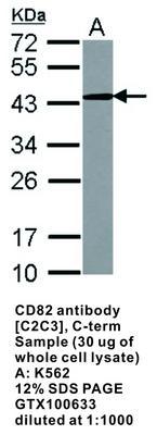 CD82 antibody [C2C3], C-term, GeneTex