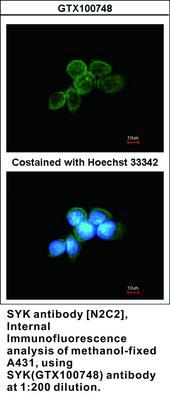 SYK antibody [N2C2], Internal, GeneTex