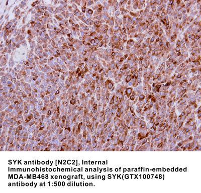 SYK antibody [N2C2], Internal, GeneTex