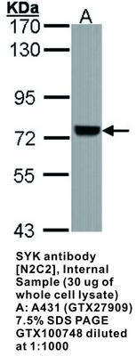 SYK antibody [N2C2], Internal, GeneTex