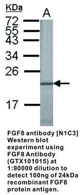 FGF8 antibody [N1C3], GeneTex