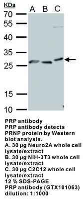 PRP antibody, GeneTex