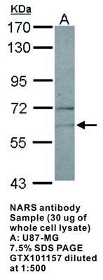 NARS antibody, GeneTex