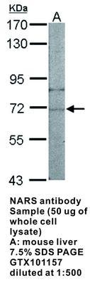 NARS antibody, GeneTex