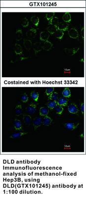 DLD antibody, GeneTex