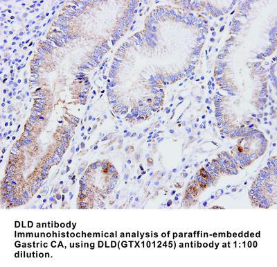 DLD antibody, GeneTex