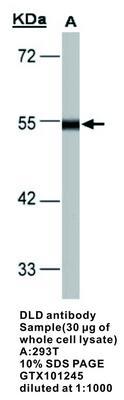 DLD antibody, GeneTex