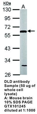 DLD antibody, GeneTex