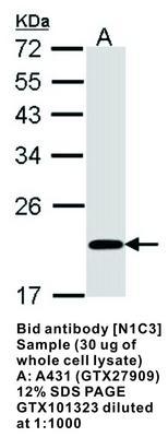 Bid antibody [N1C3], GeneTex