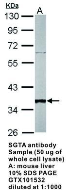 SGTA antibody [N1C3], GeneTex