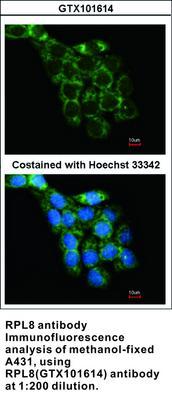 RPL8 antibody, GeneTex