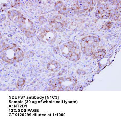 RPL8 antibody, GeneTex