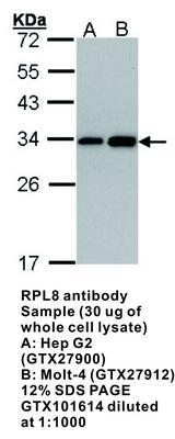 RPL8 antibody, GeneTex