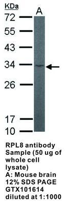 RPL8 antibody, GeneTex