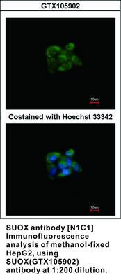 SUOX antibody [N1C1], GeneTex