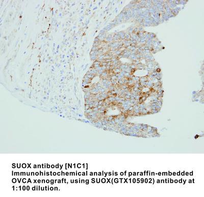 SUOX antibody [N1C1], GeneTex