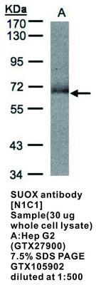 SUOX antibody [N1C1], GeneTex