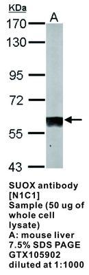 SUOX antibody [N1C1], GeneTex