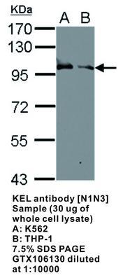 KEL antibody [N1N3], GeneTex