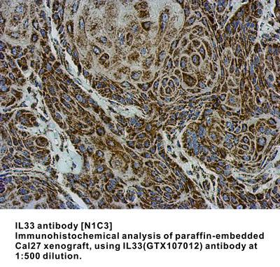 IL33 antibody [N1C3], GeneTex