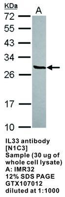 IL33 antibody [N1C3], GeneTex