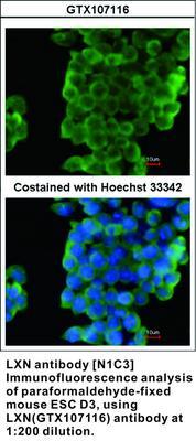 LXN antibody [N1C3], GeneTex