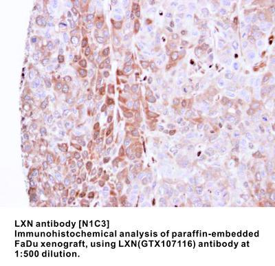 LXN antibody [N1C3], GeneTex