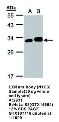 LXN antibody [N1C3], GeneTex