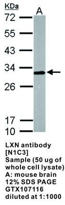 LXN antibody [N1C3], GeneTex