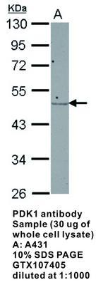 PDK1 antibody, GeneTex