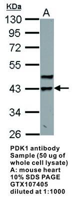 PDK1 antibody, GeneTex