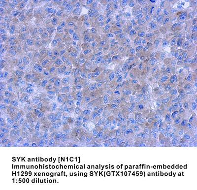 SYK antibody [N1C1], GeneTex