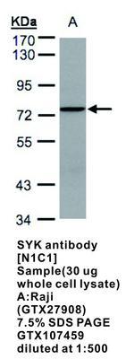 SYK antibody [N1C1], GeneTex