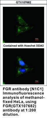 FGR antibody [N1C1], GeneTex