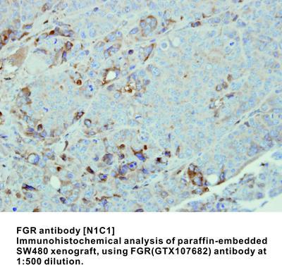 FGR antibody [N1C1], GeneTex