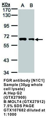 FGR antibody [N1C1], GeneTex