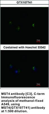 MST4 antibody [C3], C-term, GeneTex