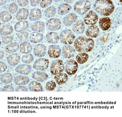 MST4 antibody [C3], C-term, GeneTex