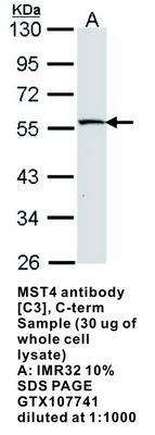 MST4 antibody [C3], C-term, GeneTex