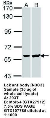 Lck antibody [N3C3], GeneTex