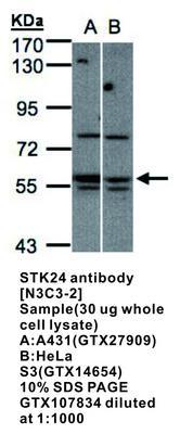 STK24 antibody [N3C3-2], GeneTex