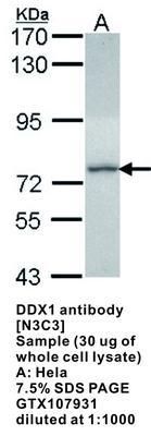 DDX1 antibody [N3C3], GeneTex