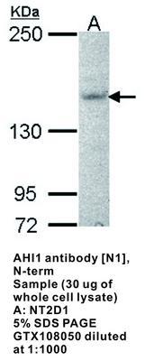 AHI1 antibody [N1], N-term, GeneTex