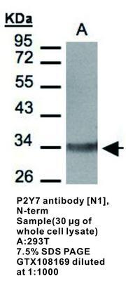 P2Y7  antibody [N1], N-term, GeneTex