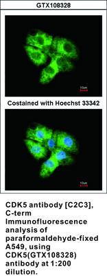 CDK5 antibody [C2C3], C-term, GeneTex